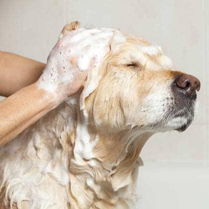 AI Anti-Itch Dog Shampoo (Buy 1 Get 1 Free)